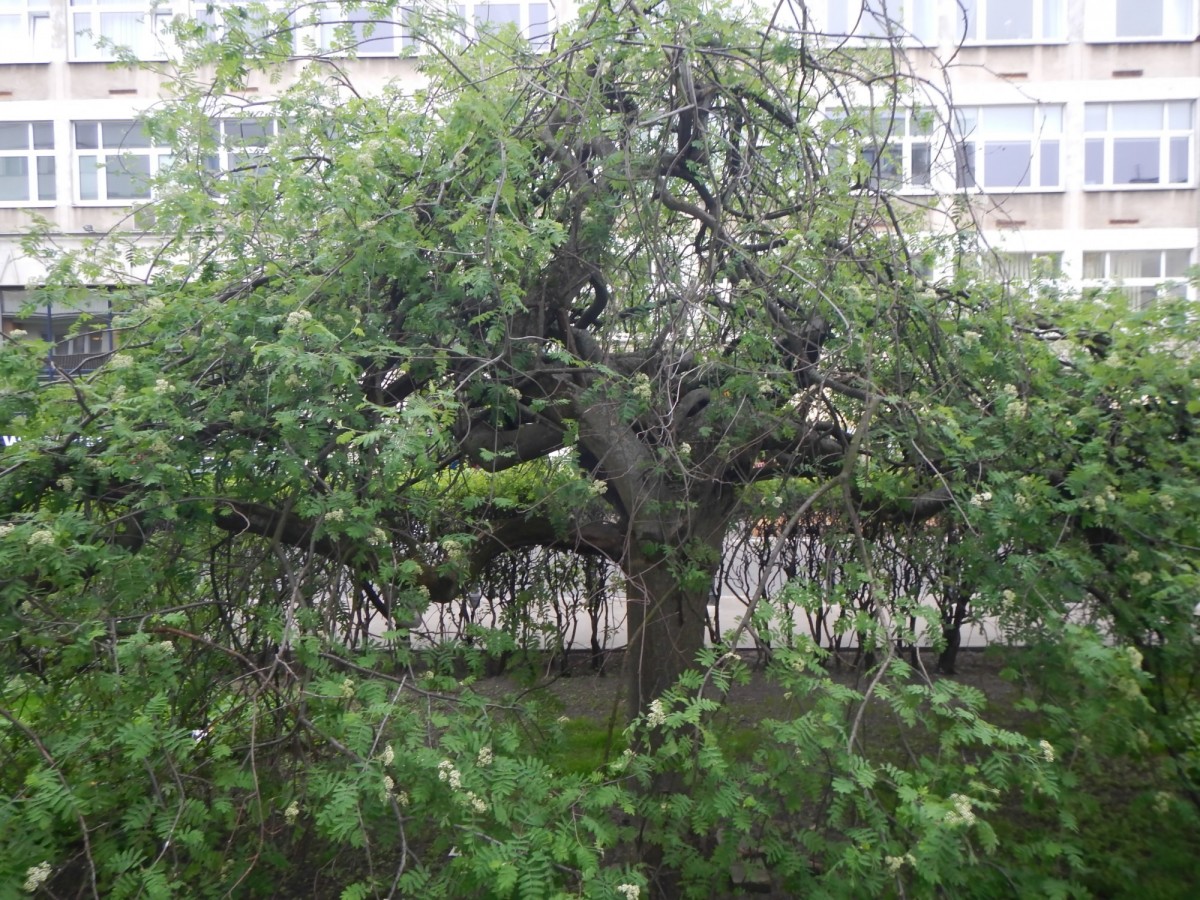 Warszawa · ul. Świętojerska — 17